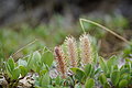 Bernhard Saalfeld - DSC02425.JPG