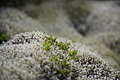 Bernhard Saalfeld - DSC02427.JPG