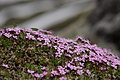 Bernhard Saalfeld - DSC02454.JPG