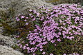 Bernhard Saalfeld - DSC02462.JPG