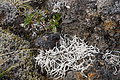 Bernhard Saalfeld - DSC02464.JPG