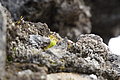 Bernhard Saalfeld - DSC02467.JPG