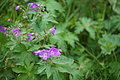 Bernhard Saalfeld - DSC02775.JPG