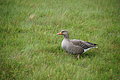 Bernhard Saalfeld - DSC02801.JPG