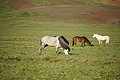 Bernhard Saalfeld - DSC02938.JPG