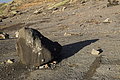 Bernhard Saalfeld - DSC02954.JPG