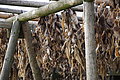 Bernhard Saalfeld - DSC02960.JPG