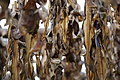 Bernhard Saalfeld - DSC02971.JPG