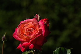 Bernhard Saalfeld - Mai