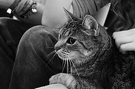 DSC02662 - Bernhard Saalfeld - Lichtbildkunst