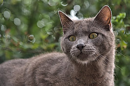 GraueKatze - Bernhard Saalfeld - Lichtbildkunst