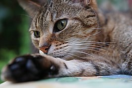 Katze - Bernhard Saalfeld - Lichtbildkunst