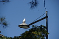 Bernhard Saalfeld - DSC08409.JPG