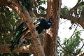 Bernhard Saalfeld - DSC08509.JPG