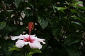 Bernhard Saalfeld - DSC08630.JPG