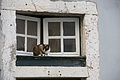 Bernhard Saalfeld - DSC08820.JPG