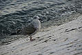 Bernhard Saalfeld - DSC09041.JPG