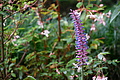 Bernhard Saalfeld - DSC09117.JPG