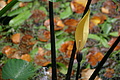 Bernhard Saalfeld - DSC09119.JPG