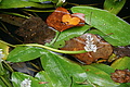 Bernhard Saalfeld - DSC09120.JPG