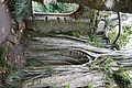 Bernhard Saalfeld - DSC09131.JPG