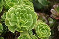 Bernhard Saalfeld - DSC09154.JPG