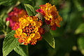 Bernhard Saalfeld - DSC09233.JPG