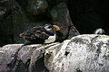 Bernhard Saalfeld - DSC09353.JPG