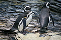 Bernhard Saalfeld - DSC09367.JPG
