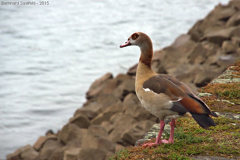 Bernhard Saalfeld - Nilgans.jpg