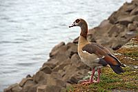 Bernhard Saalfeld - Nilgans.jpg