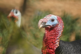 Bernhard Saalfeld - DSC04864.JPG