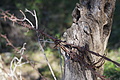 Bernhard Saalfeld - DSC05464.JPG