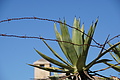 Bernhard Saalfeld - DSC05508.JPG