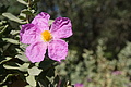 Bernhard Saalfeld - DSC05509.JPG
