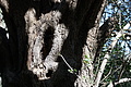 Bernhard Saalfeld - DSC05523.JPG