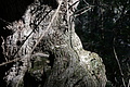 Bernhard Saalfeld - DSC05524.JPG