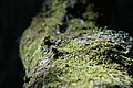 Bernhard Saalfeld - DSC05526.JPG