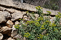 Bernhard Saalfeld - DSC05579.JPG