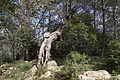 Bernhard Saalfeld - DSC05768.JPG