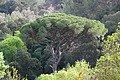 Bernhard Saalfeld - DSC05778.JPG