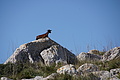 Bernhard Saalfeld - DSC05847.JPG