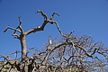 Bernhard Saalfeld - DSC05894.JPG