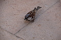 Bernhard Saalfeld - DSC05931.JPG