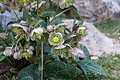 Bernhard Saalfeld - DSC05963.JPG