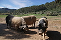 Bernhard Saalfeld - DSC06045.JPG
