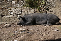 Bernhard Saalfeld - DSC06049.JPG