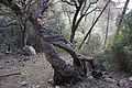 Bernhard Saalfeld - DSC06139.JPG
