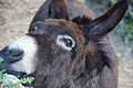 Bernhard Saalfeld - DSC06175.JPG