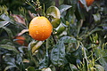 Bernhard Saalfeld - DSC06206.JPG
